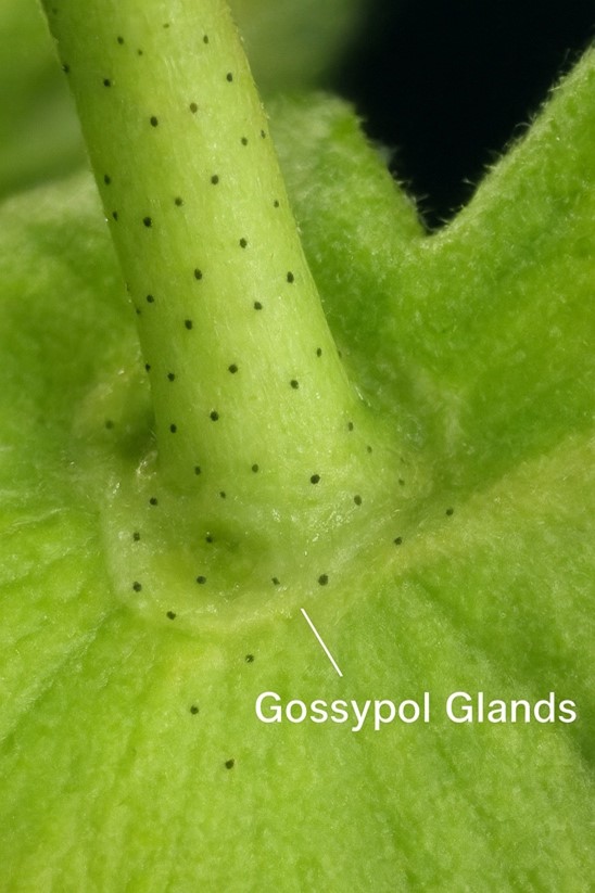 gossypol glands.jpg